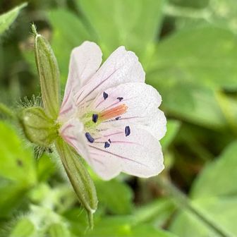小さな花が咲いてます🌸
薬草で有名なゲンノショウコ　