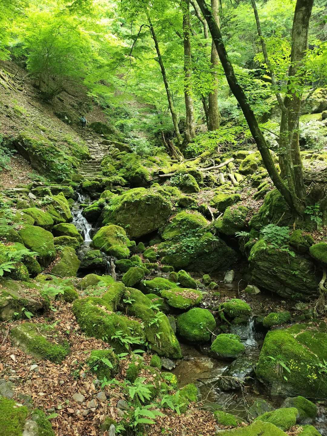 御岳山駅-御嶽神社-御岳山-鍋割山-芥場峠 周回コースの写真