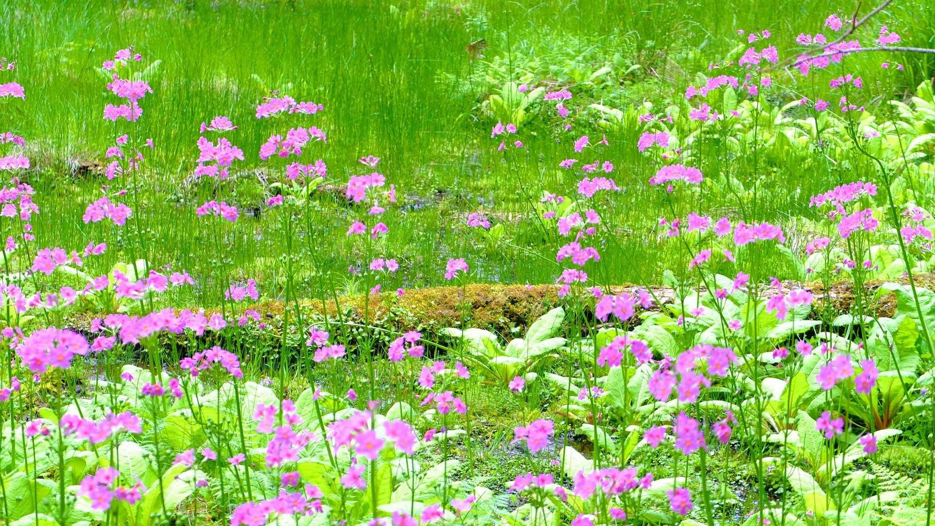 よく咲いてますね🌼