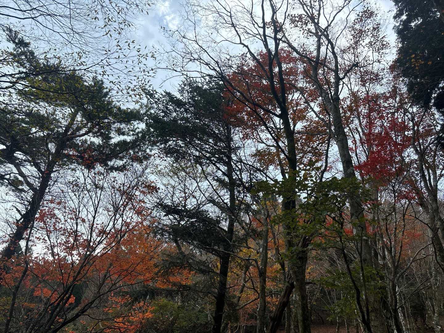 九折越登山口-九折越-傾山 往復コースの写真