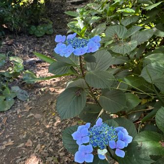 ひっそり咲く紫陽花