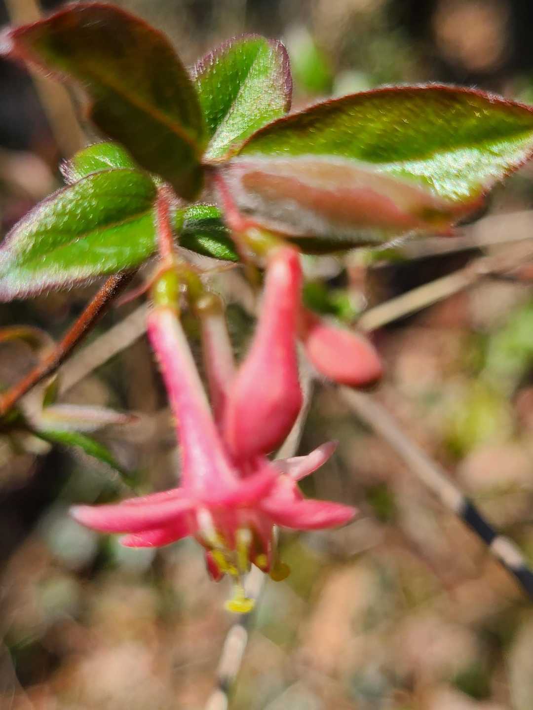 当地では田植えグミ、田植えの頃赤い実がなる。