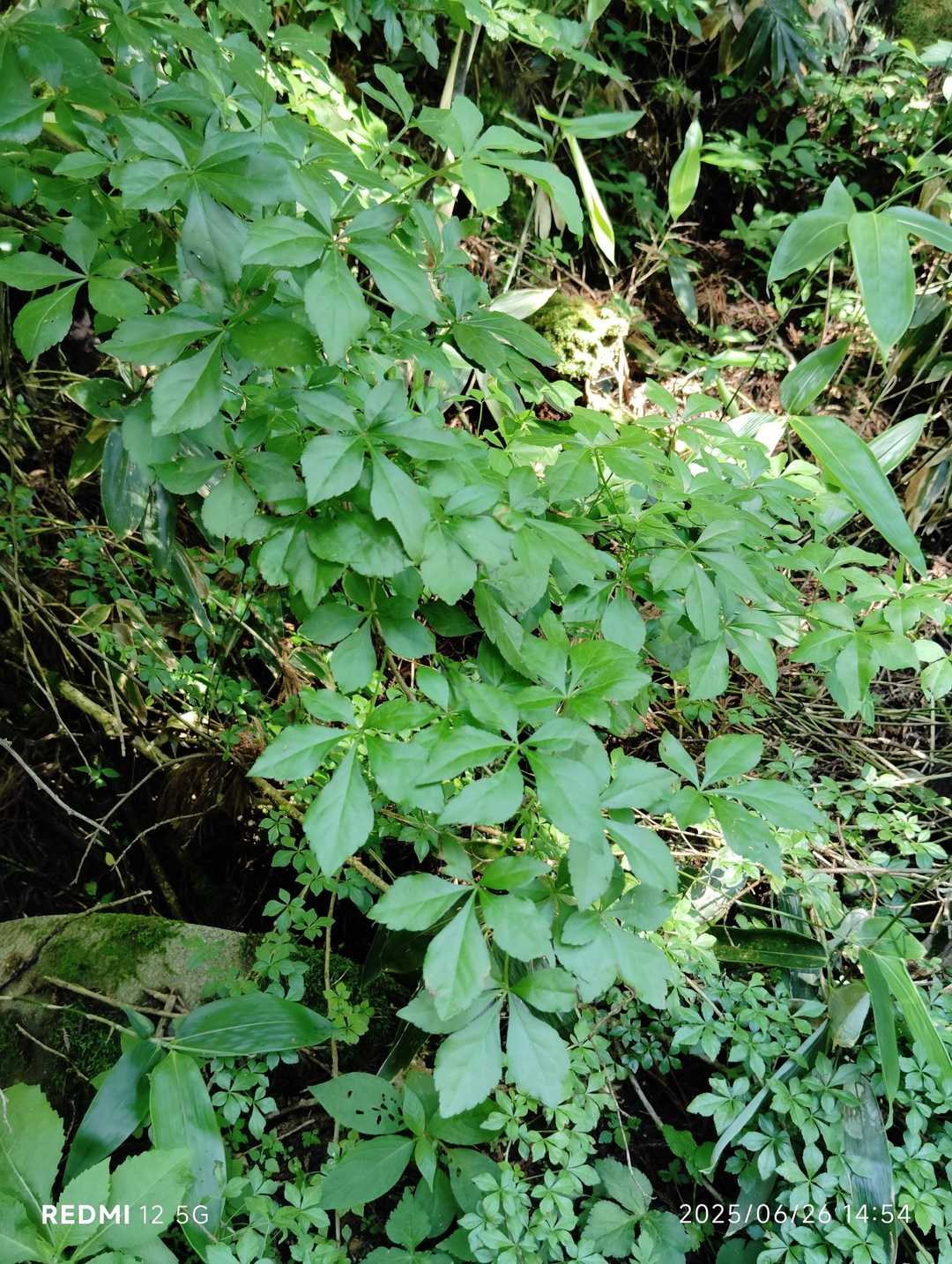 これはウコギ。春、この若芽を山菜として利用します。