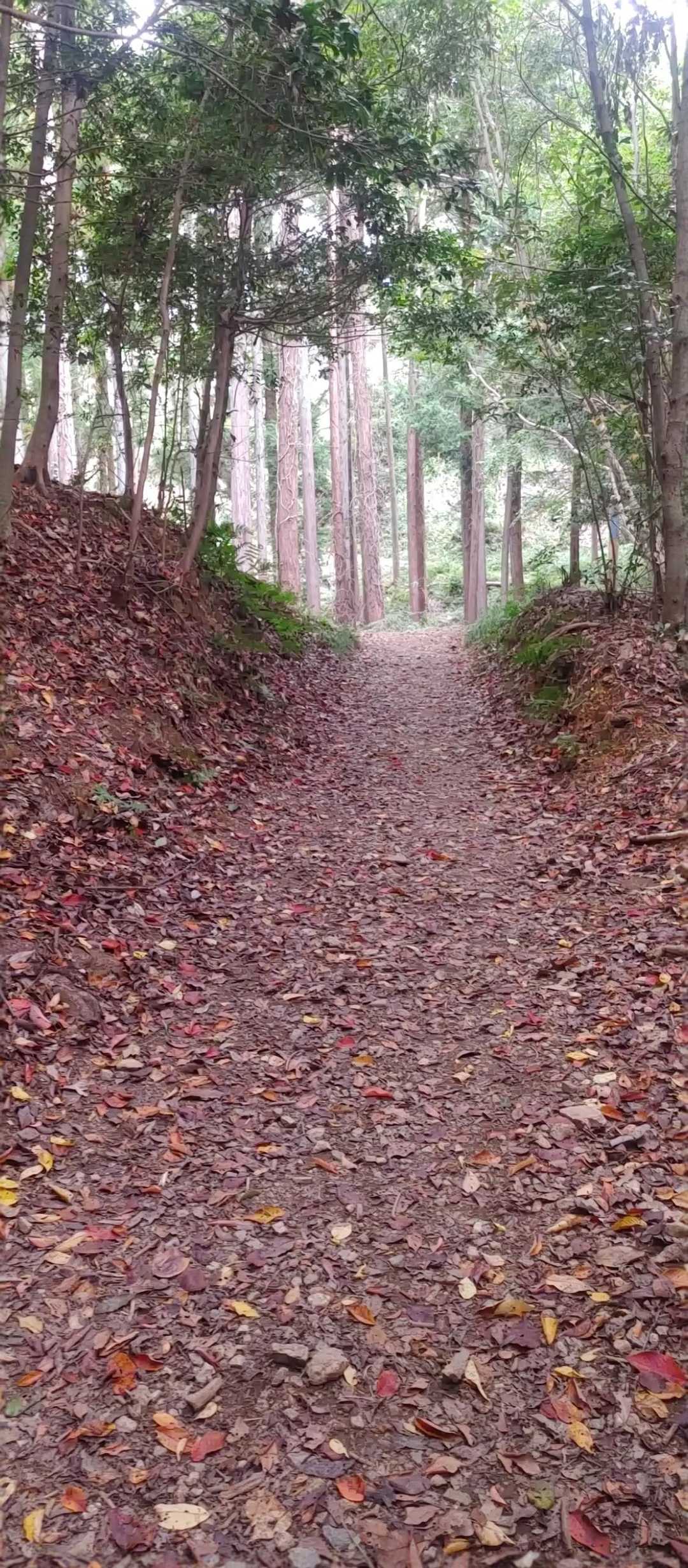 落ち葉きれい