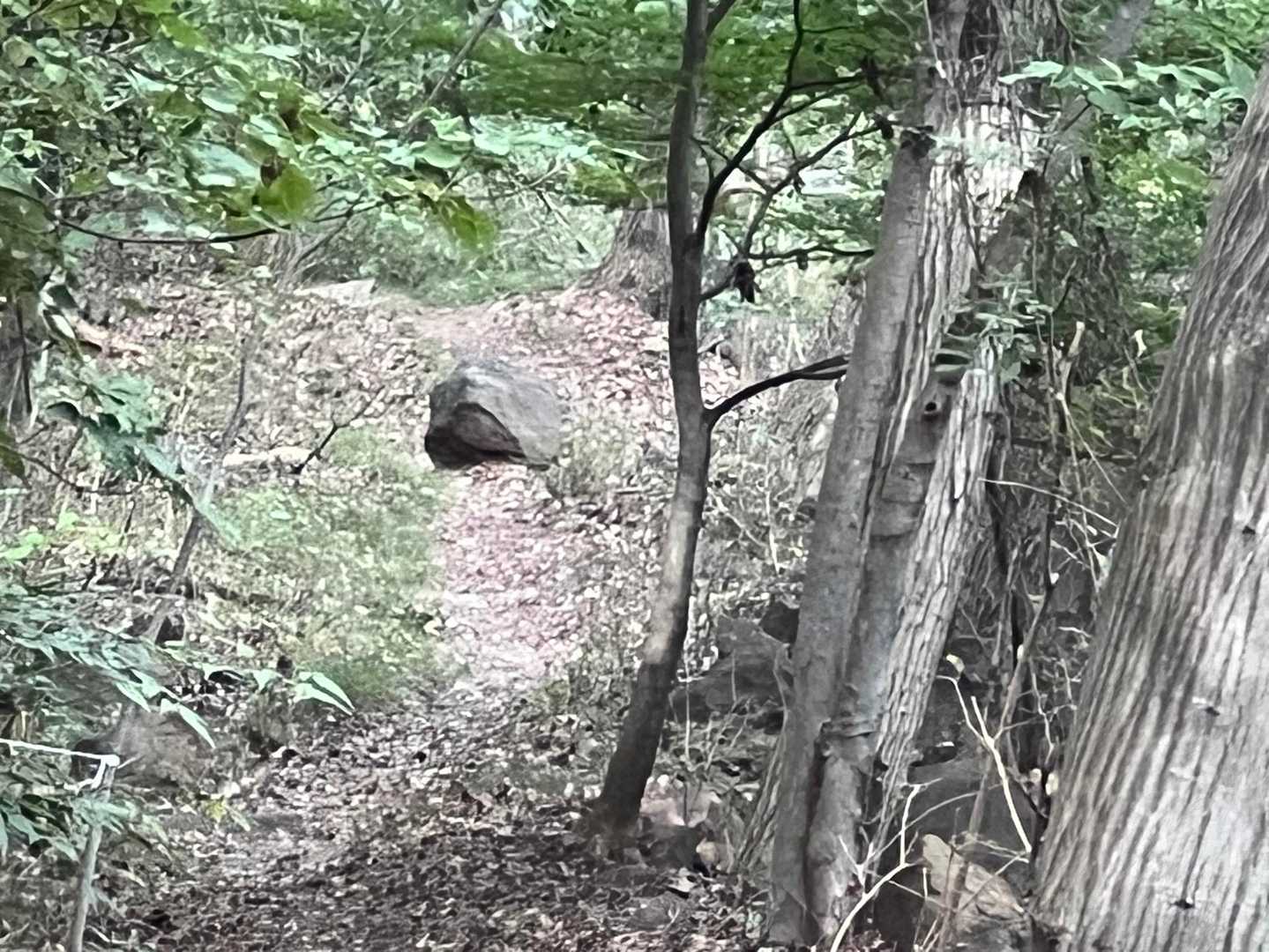 見えるけど逸れた下の道に生き物かと思って怯えたけど携帯のズームを最大限にして確認したけど岩だった…💦ほっ…🐻🐗🍃🪨
通りすがった方達にも巻き込み確認してもらう…笑