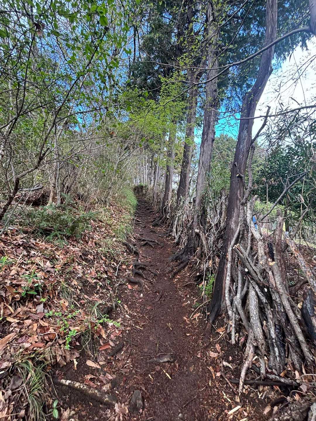 さほどの急登はないです