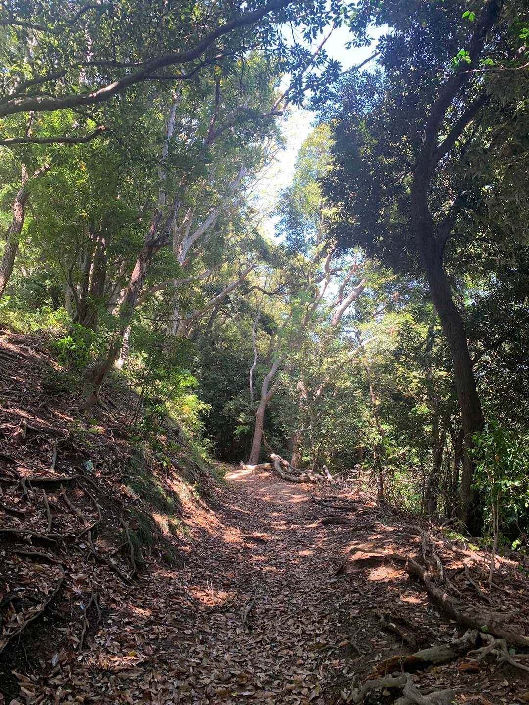 葉山教会登山口-仙元山-ソッカ 縦走コースの写真