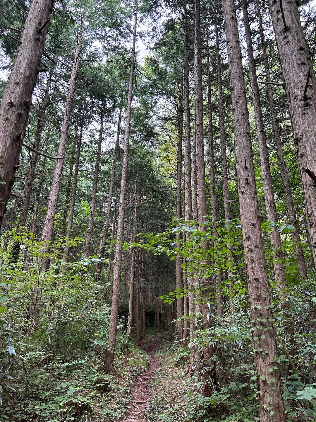 杉林を歩きます