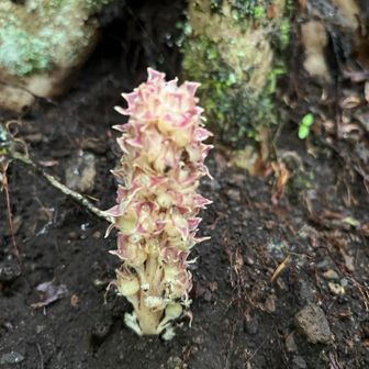 ヤマウツボ、お花に詳しい方と一緒に行くと勉強になります、1人だと気づかなかった…
犬越路から神ノ川への道でこの時間からものすごいスピードで上がってくる欧米系ソロのYOUが「I can't speak Japanese, but so many ヒル！」と我々に明確に危険を伝えようとしていました、なんでヒルだけ日本語知ってるんだ🤣