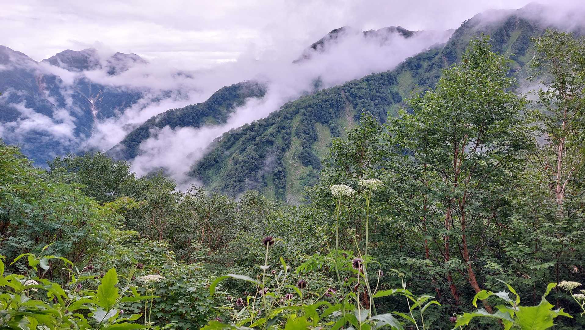 柏原新道登山口-爺ヶ岳-爺ヶ岳 縦走コースの写真