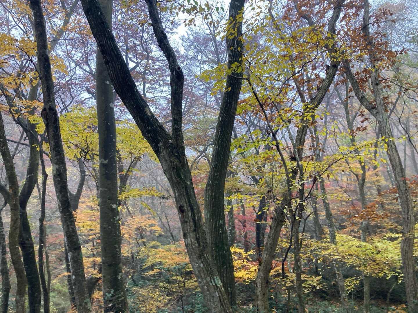 福田頭登山口-大波峠-毛無山-福田頭下山口 縦走コースの写真