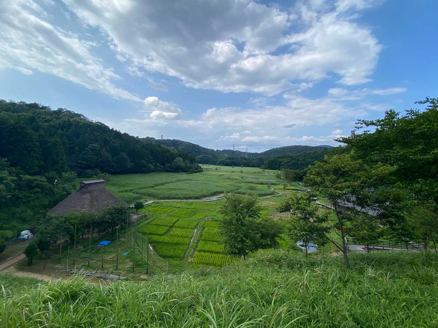 わくわく山から中池見湿地💚
チョウトンボ、舞ってますよ〜🎶