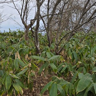 たぶん、山頂🤣
八石山(薬師岳)⛰️