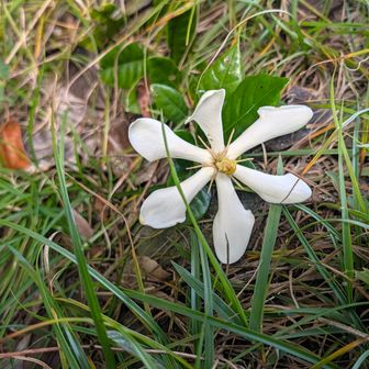クチナシの花が一輪咲いていたので撮ってみました。