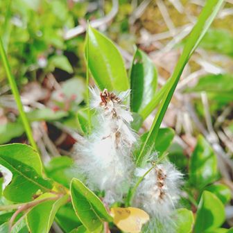 ミヤマヤナギ？
とにかくヤナギかな