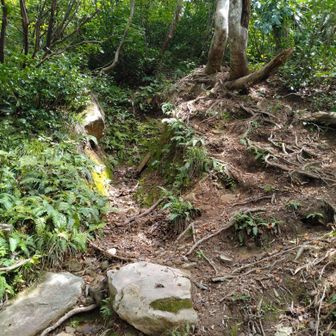 六十里越のトンネルにほど近い地点。左の抉れた道が元の登山道ですが、奥を右に折れてすぐに大きな段差に阻まれます。登れないこともないですが、右の木の根の坂を登った方が無難です。
