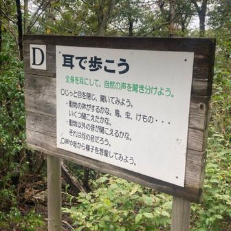 耳👂澄ましても耳鳴りしか聞こえません