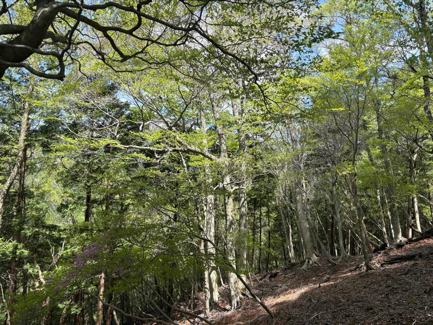 宇土内谷登山口-大崩山 往復コースの写真