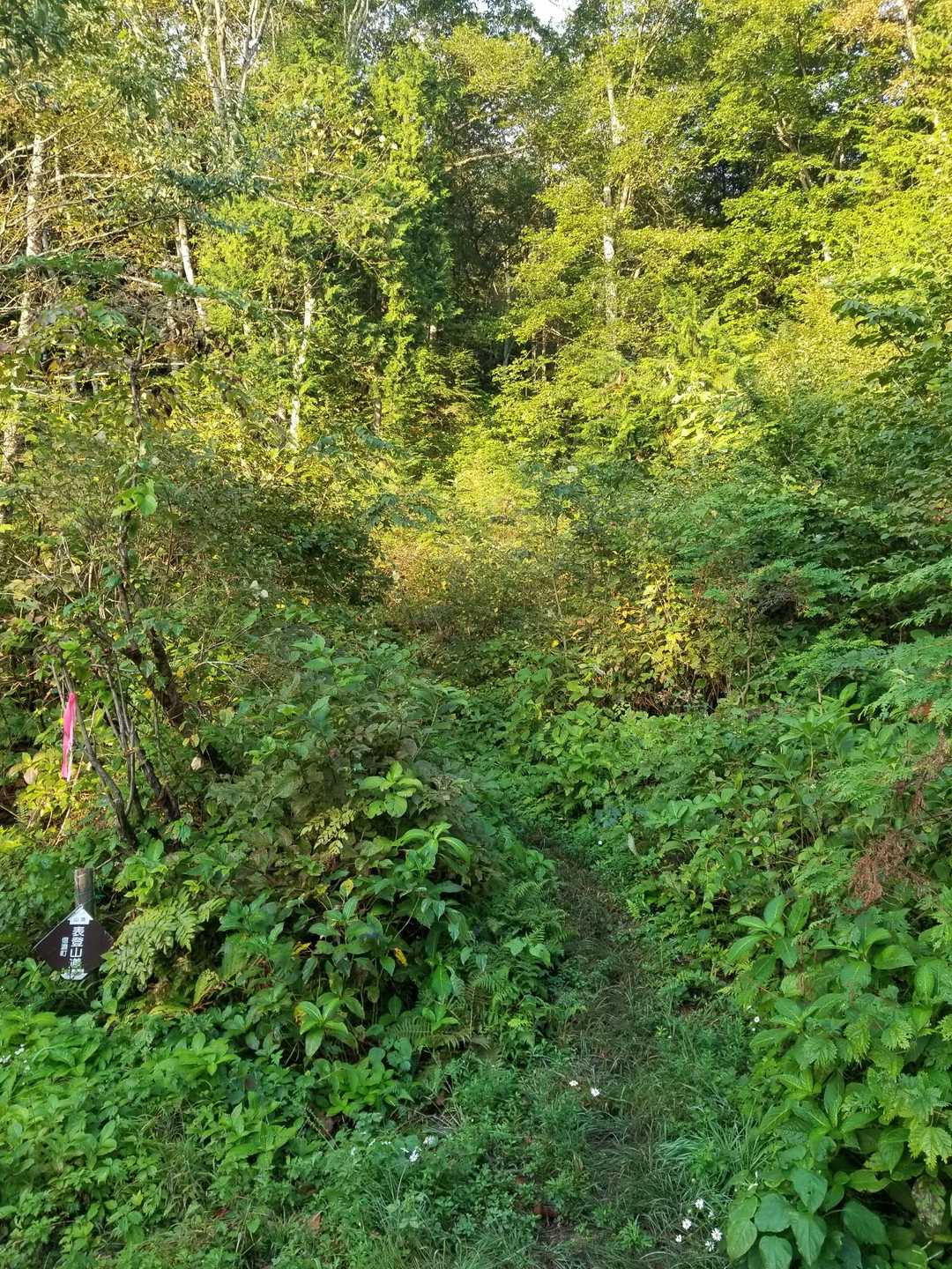 ここから本格的な登りか。