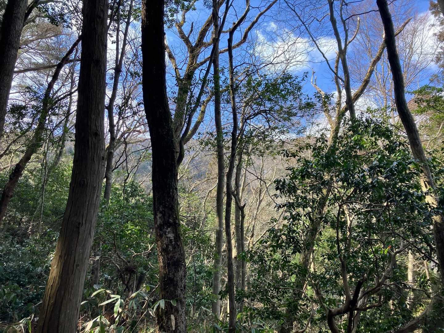 稜線でても、森の中ですが、青空がみえる
