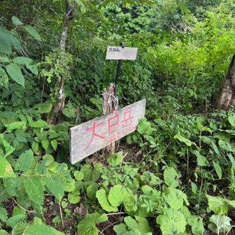こちらの大日岳は草に覆われてます🍃
