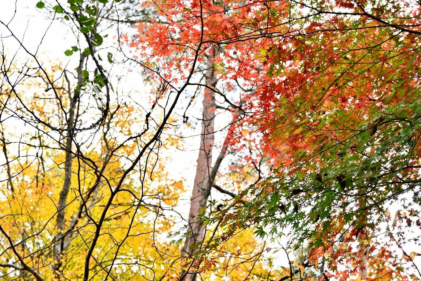 八幡神社-東天神嶽-天神嶽 往復コースの写真