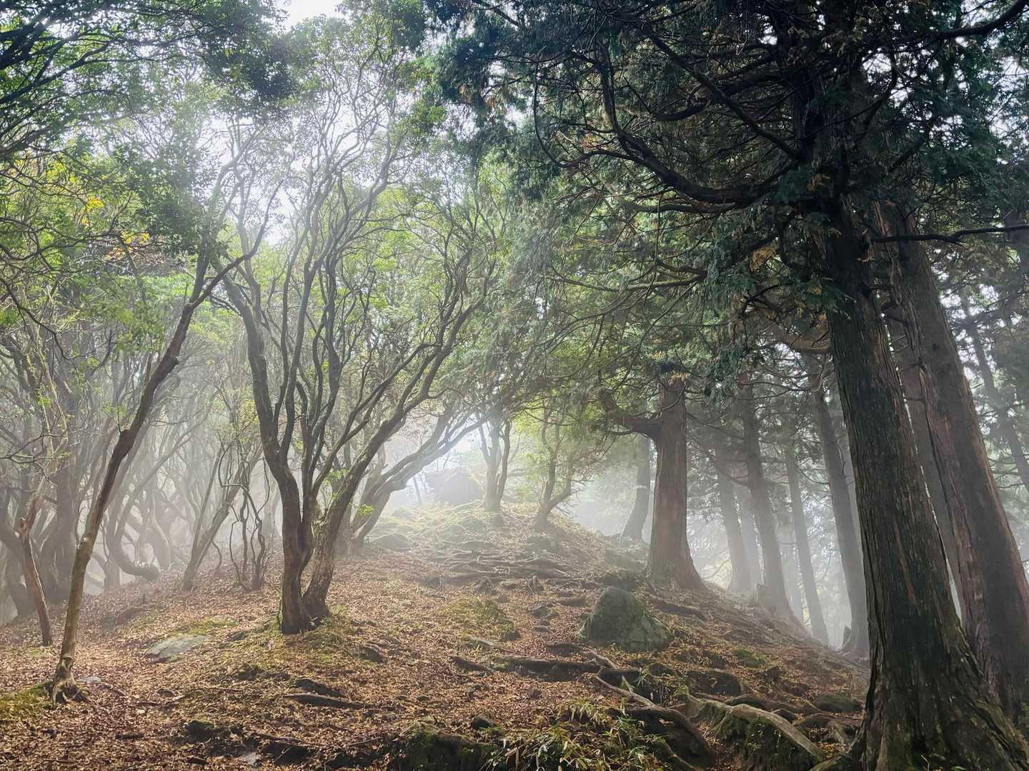 平尾登山口-経ヶ峰-経ヶ峰東峰 周回コースの写真