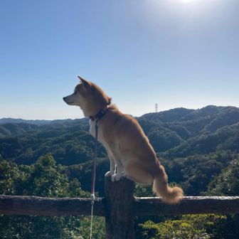 本日のスカイドッグ。意外にも森がしっかり広がってるよね。
