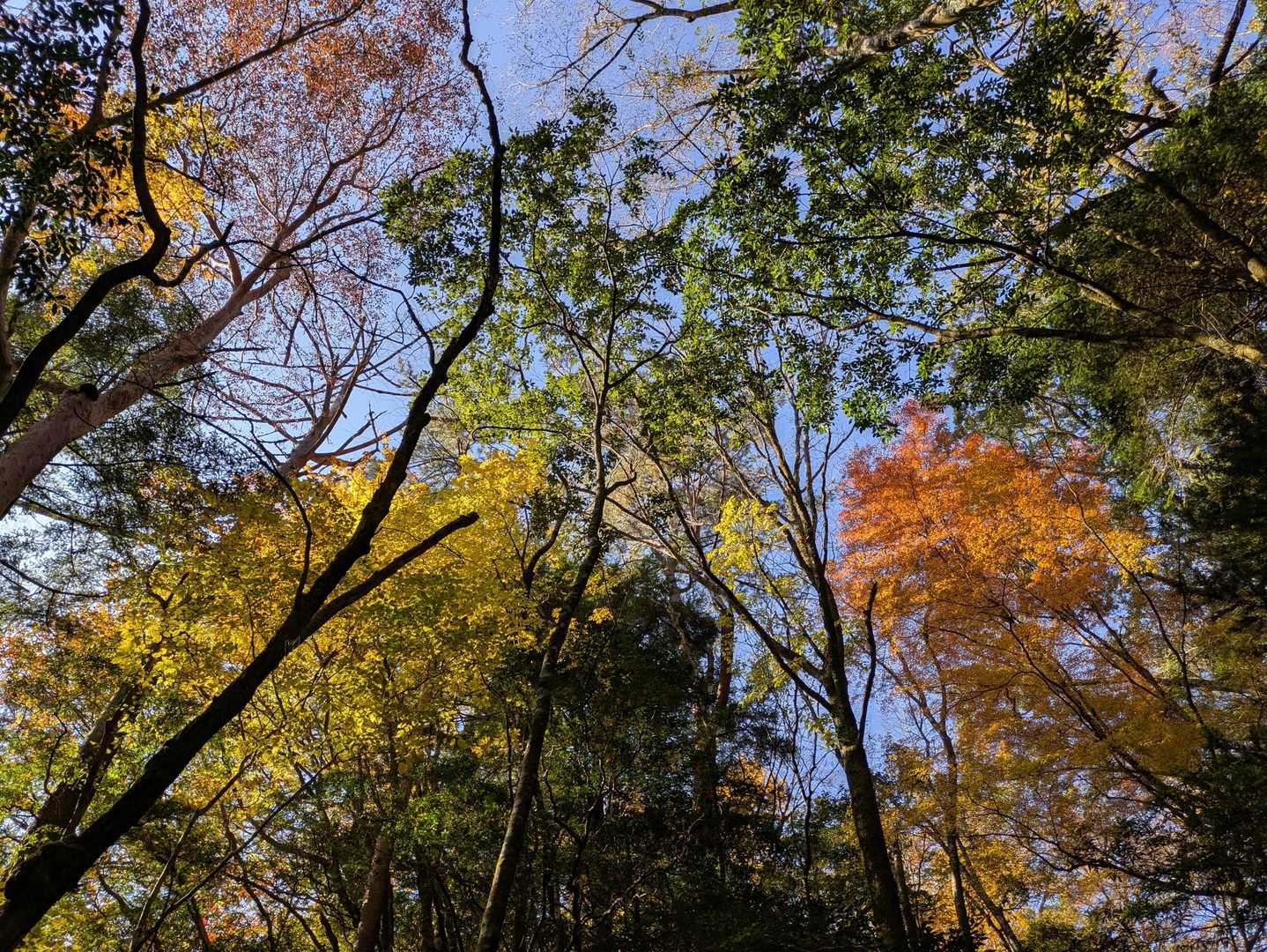 木山内岳 往復コースの写真