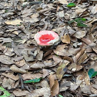 キノコ発見🍄