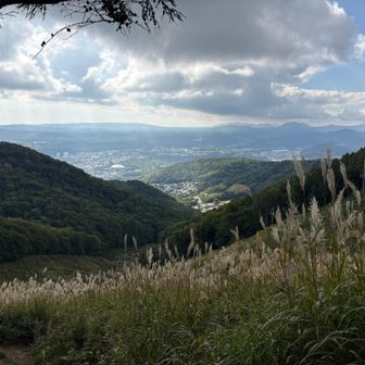 もうススキが。