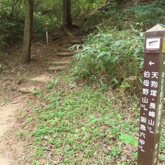 杣谷峠のトイレの裏から長峰山へ
階段 急です