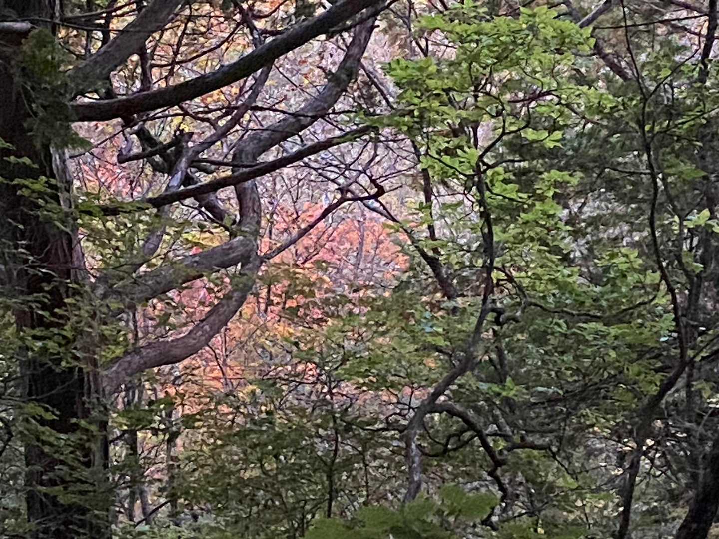 ちらほら紅葉🍁も