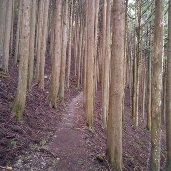 今日はほとんどというか全部樹林帯