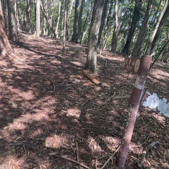 道標には鹿倉山まで約30分と書かれています。
