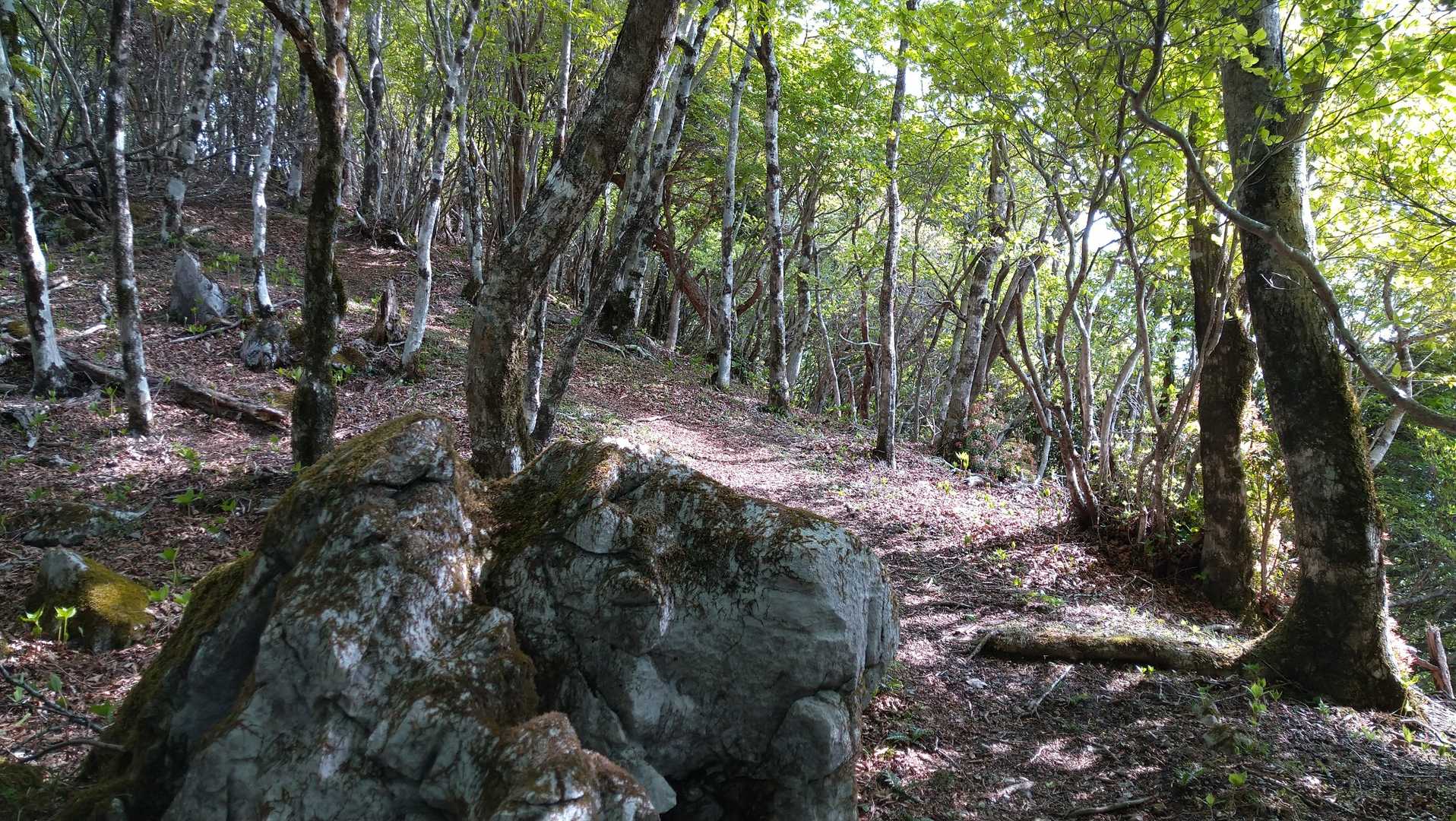 気持ち良い尾根道🐾