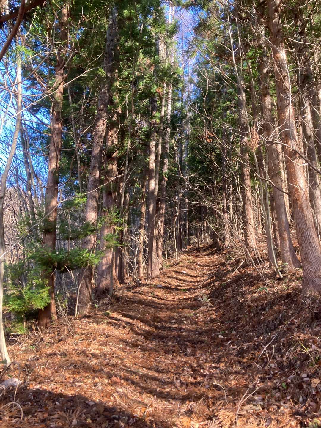 🍂