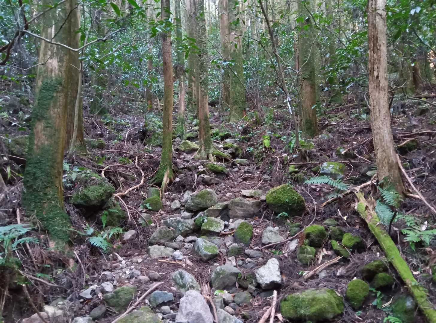 最初は少し荒れてる所も