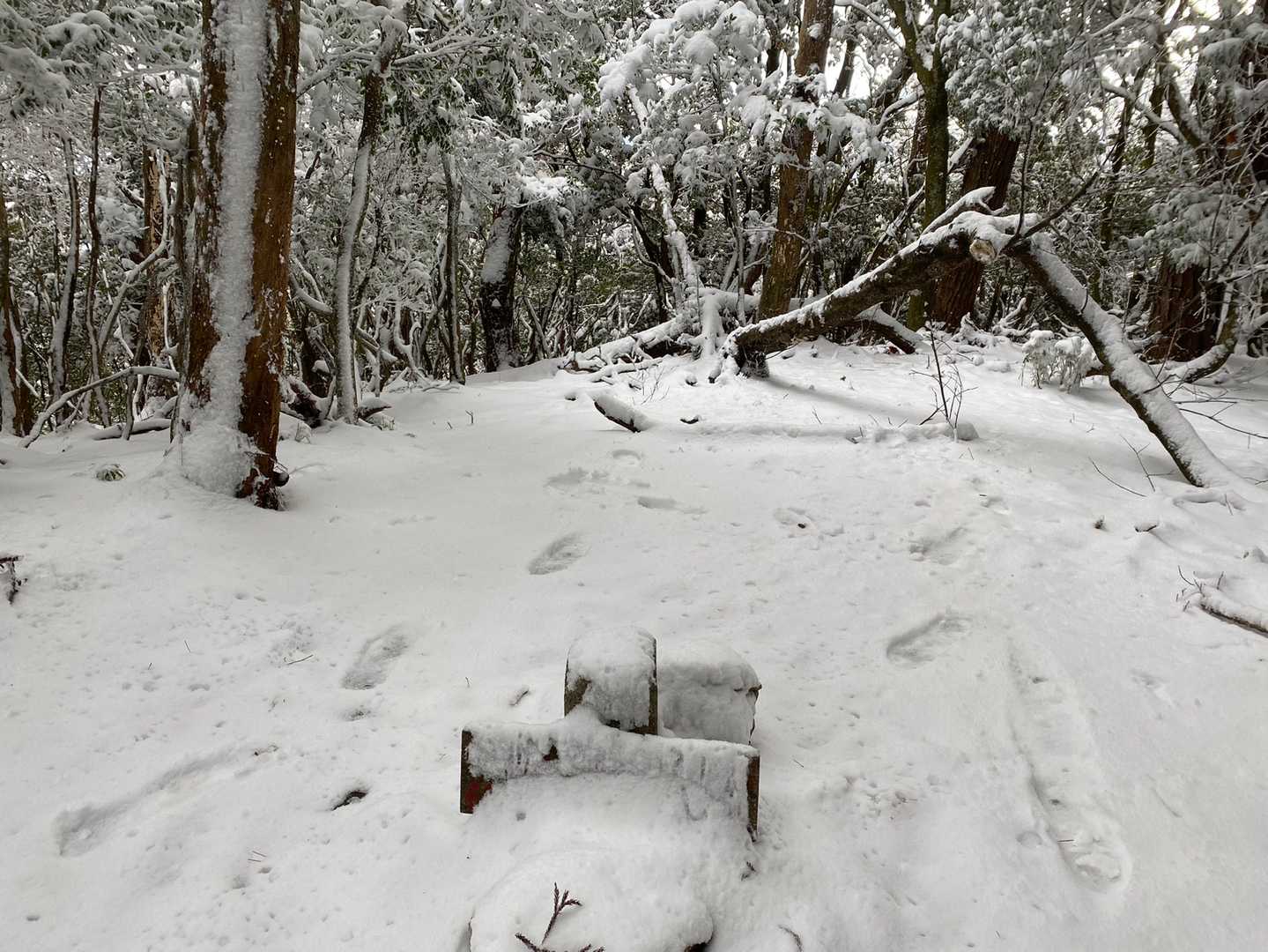 牛松山 往復コースの写真