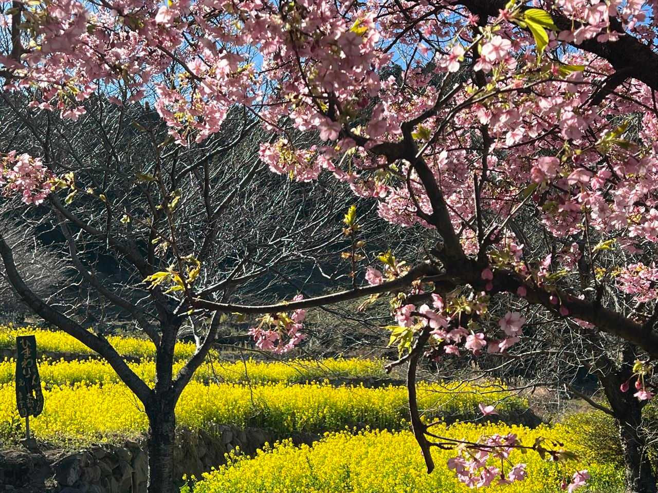 桜とのコラボも綺麗