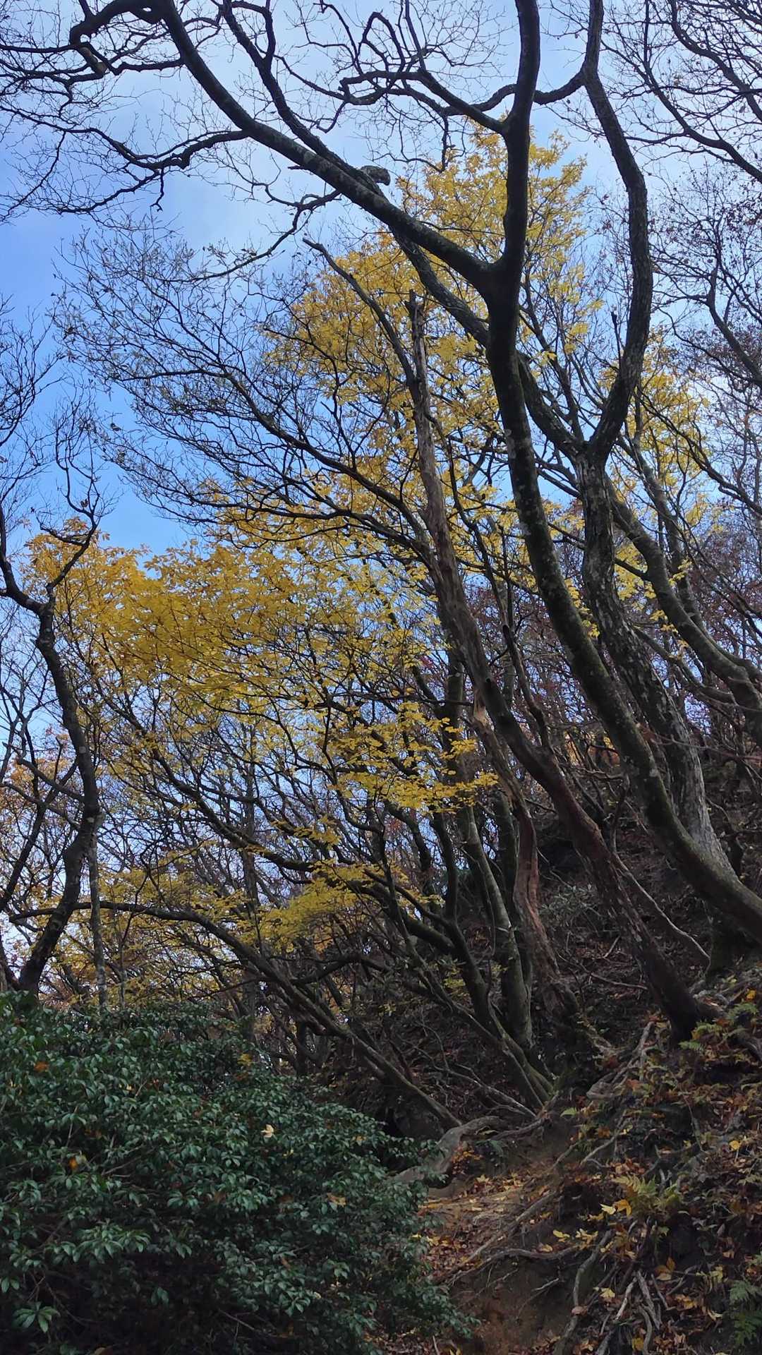 北山-釈迦ヶ岳 往復コースの写真