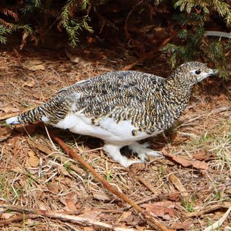 日本海コンコルド
