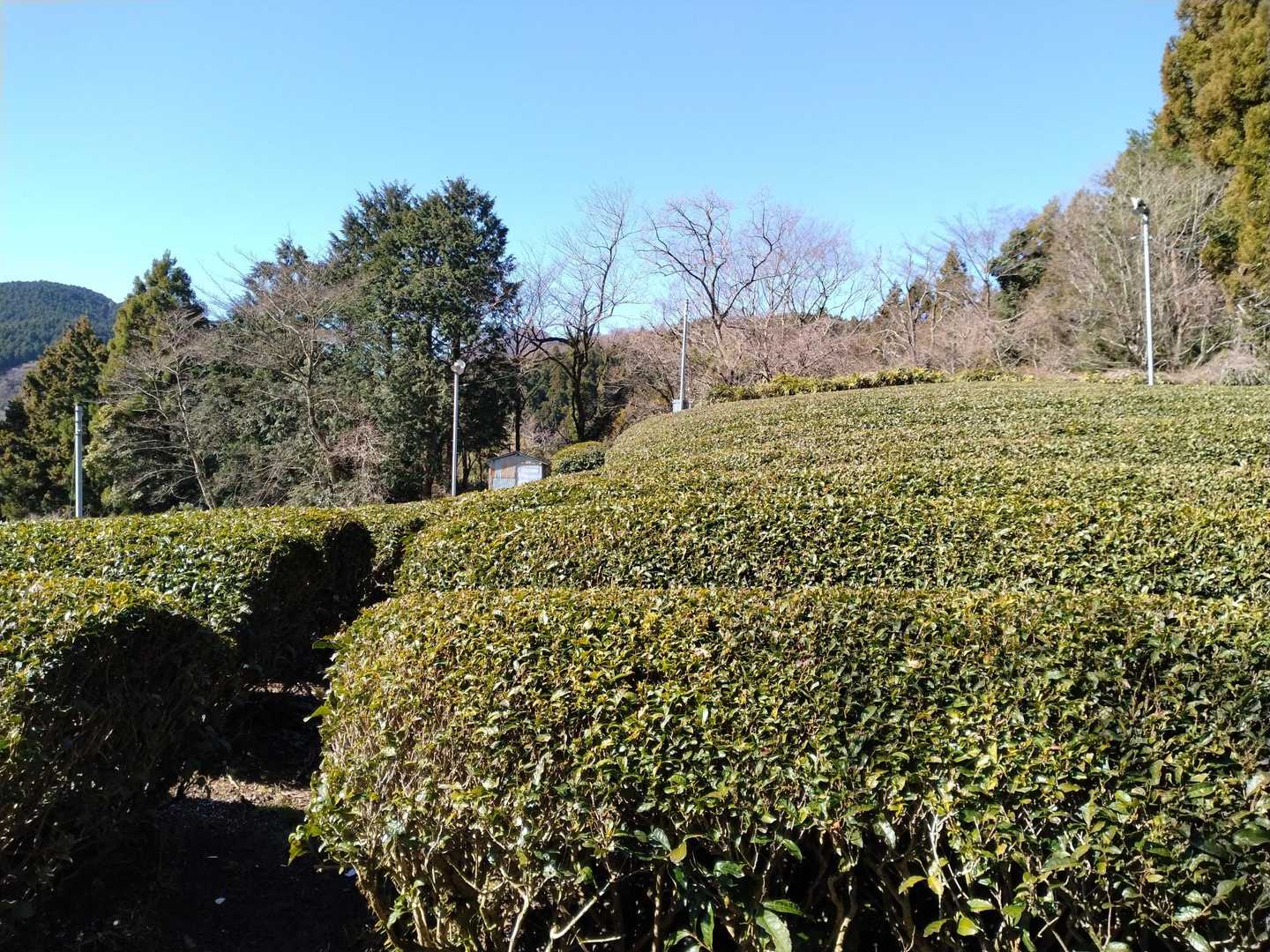 小さい茶畑あります。
足柄は茶所でもあります。
足柄茶美味しいですよ😉