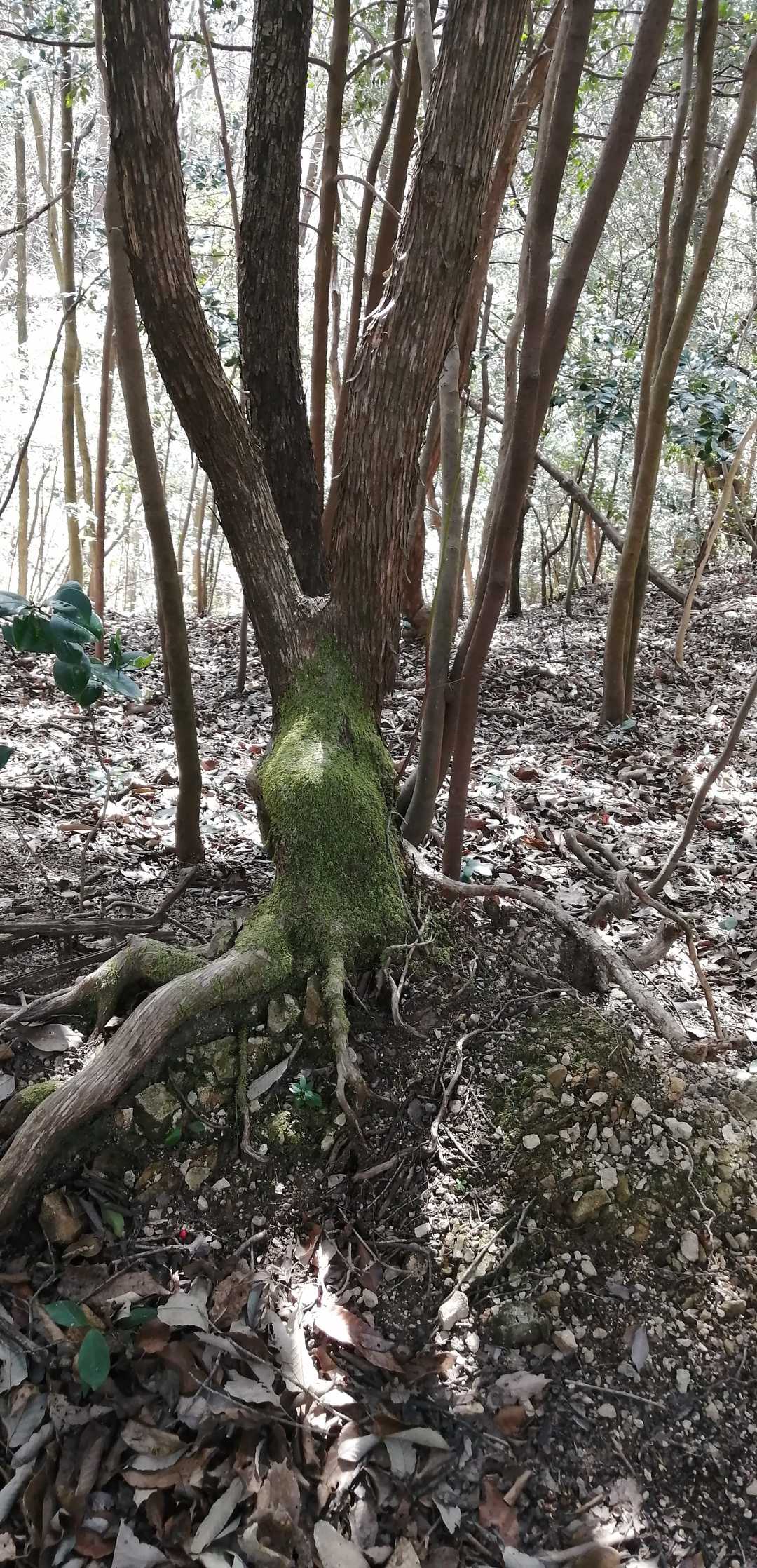 トトロに出てきそう