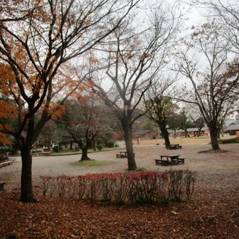 岐阜公園🏞️まだ紅葉少しあります🍁
ちょっと小雨が降り出したので、さっさと戻りました🏃☔