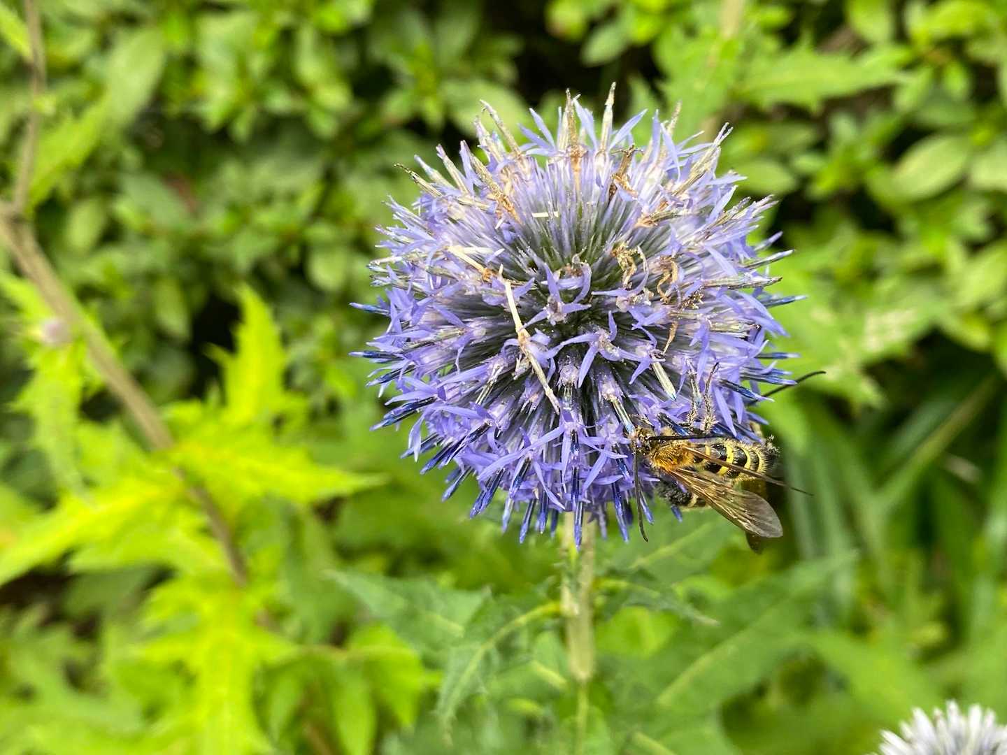もう終わりかけでした🐝