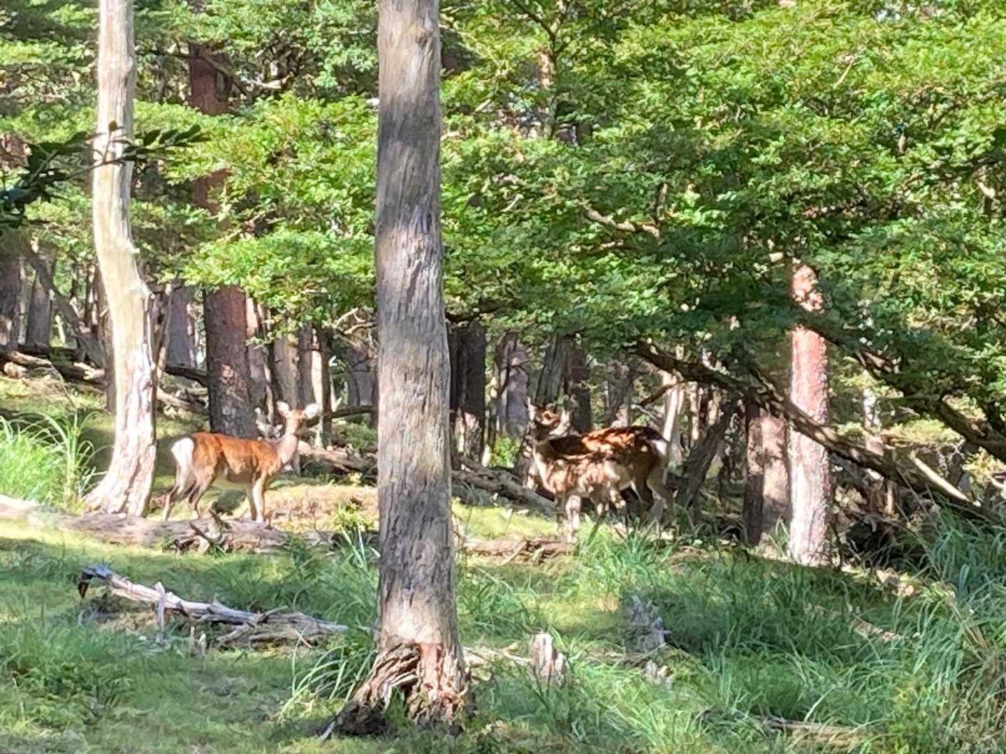 ニホンジカと遭遇