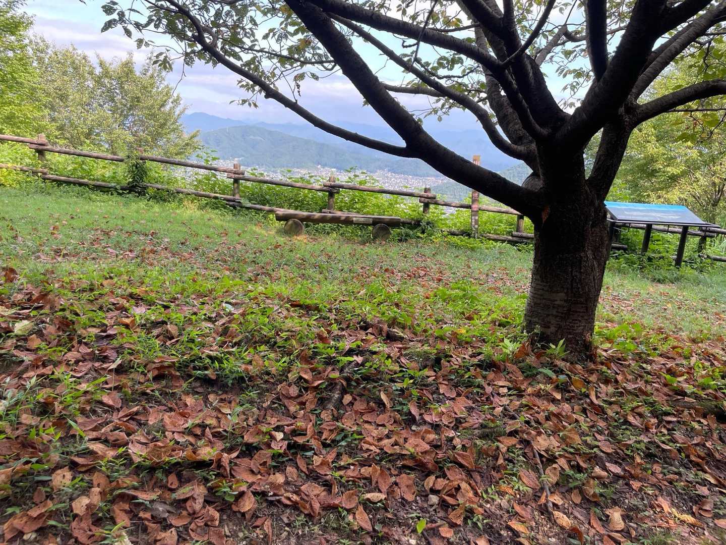 桜の葉　ここにも秋の気配🍂