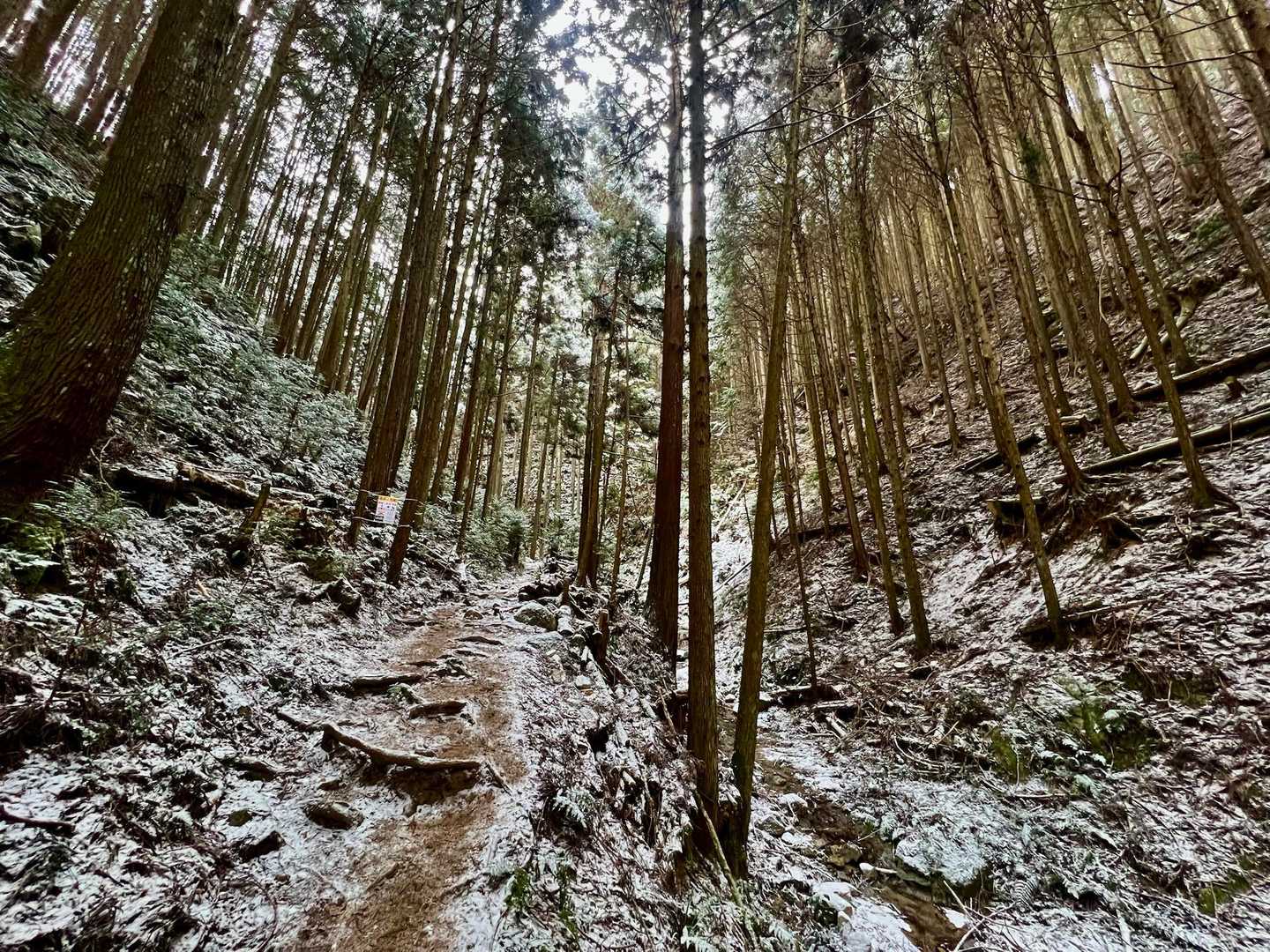 千早本道登山口-タカハタ谷登山口-金剛山-百ヶ辻登山口 縦走コースの写真