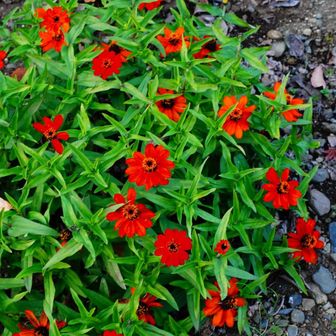 ホソバヒャクニチソウ
この後駒木野病院前からバスで帰りました